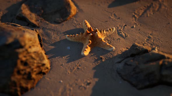 Starfish on Sandy Beach at Sunset