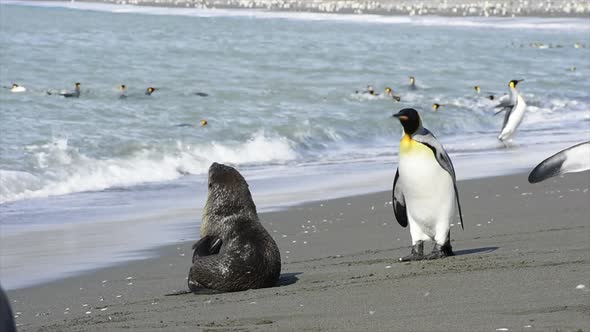 Fur Seal Playing with King Penguin at South Georgia