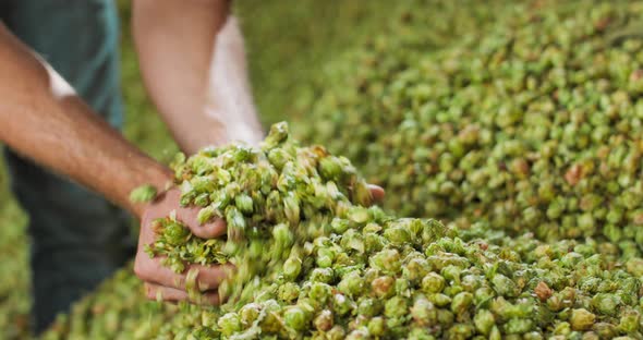 Close Up Hands of a Young Farmer Who Checks the Drying of the Hops and