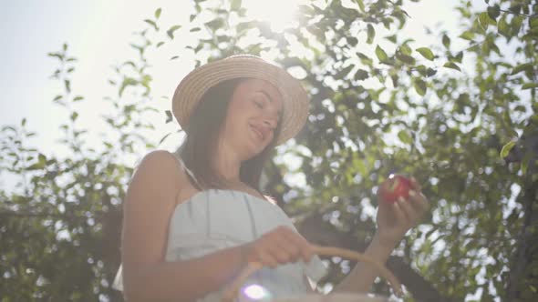 Attractive Young Positive Woman in Straw Hat and White Dress Picking Apples and Putting in the