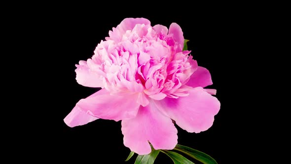 Time Lapse of Opening Beautiful Pink Peony Flowers