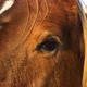 Equine Eye Blinking in Slow Motion - VideoHive Item for Sale