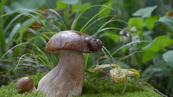 Snail Crawling on a White Mushroom in the Woods.