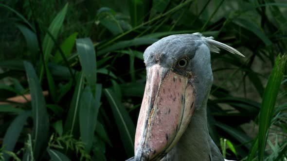 A shoebill (Balaeniceps rex) stork standing surrounded by plants. 