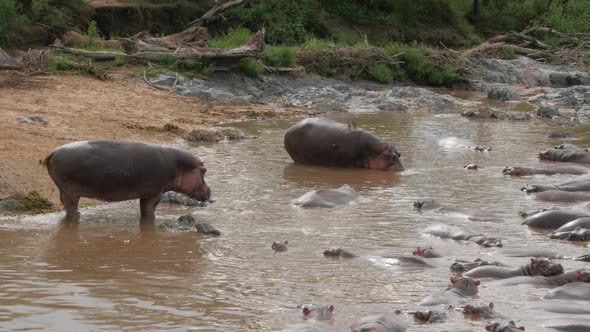 Hippos in a lake in Serengeti National Park Tanzania - 4K