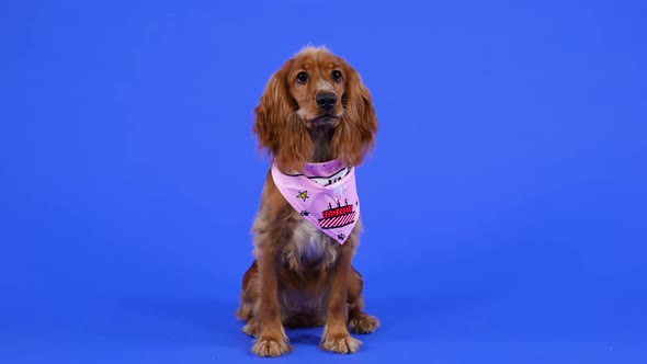 English Cocker Spaniel Sits in Full Growth in the Studio on a Blue Background