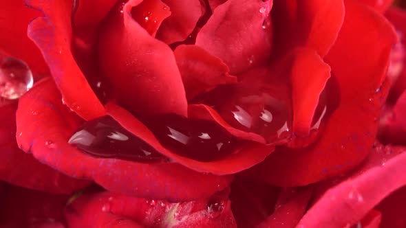 Falling drops of water on the buds of red roses.