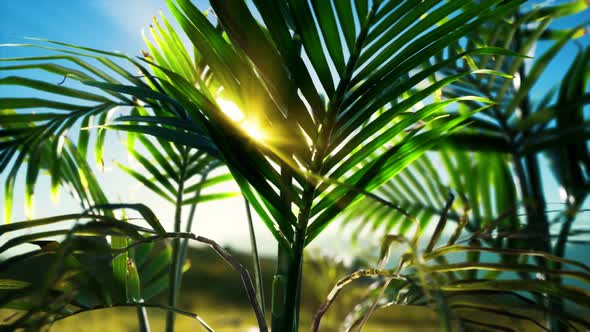 Sunlight Through the Leaves of Palm Trees