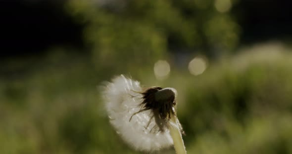 Closeup Shot Dandelion Blow Away the Seeds