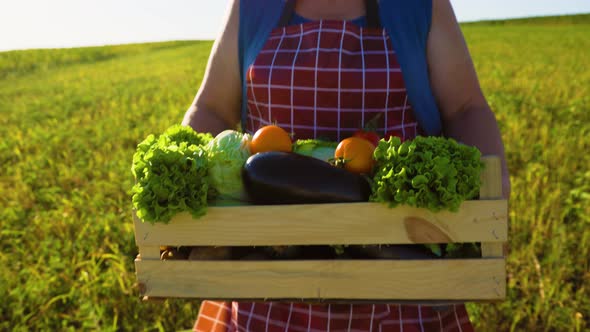 Female Farmer Hands with a Box of Fresh Vegetables Walks Along Her Field