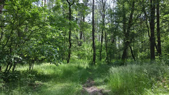 Beautiful Green Forest on a Summer Day Slow Motion