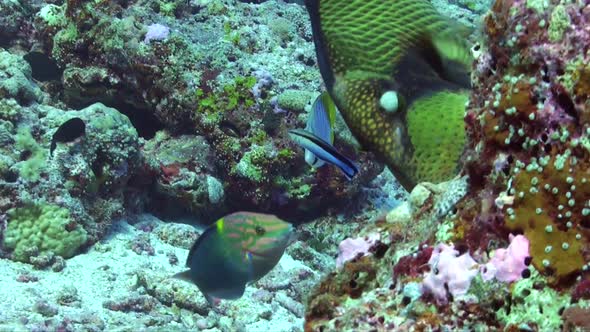 Titan Triggerfish super close up on coral reef