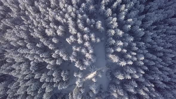 Aerial Flyover Frozen Snowy Spruce Forest