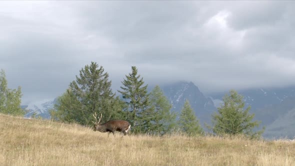 Red deer (Cervus elaphus) in rut walking in Alpine mountains of the Mont Blanc.