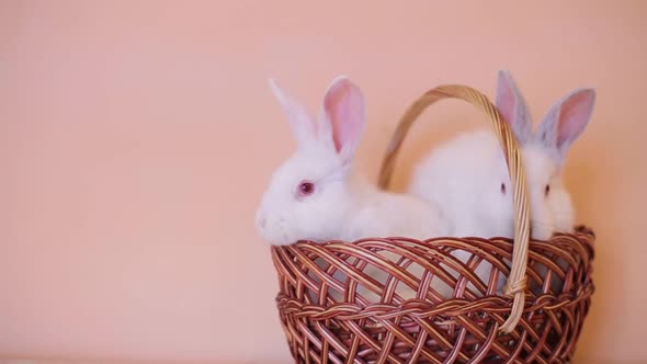 Wicker Basket with Easter Eggs Flowers and Bunny