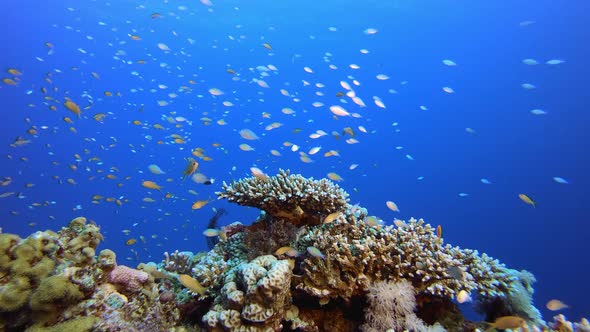 Underwater Scene Coral Reef