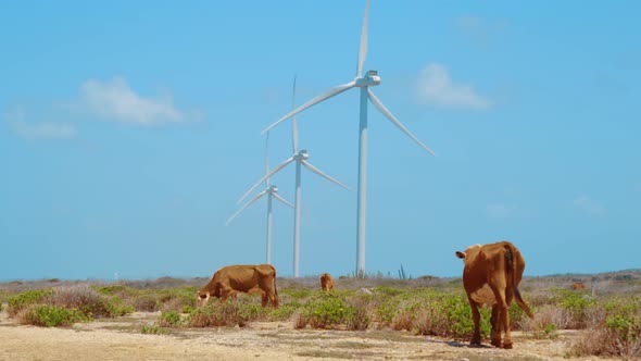 Brown cows grazing on desert vegetation with wind turbines in background, SLOWMO