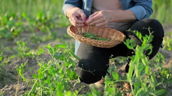 Closeup of Woman's Hands Picking Pods of Green Peas From Plant in Vegetable Garden