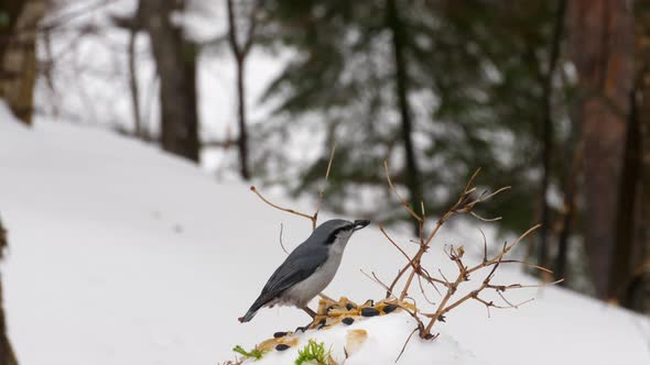 Nuthatch Feeder in the Forest