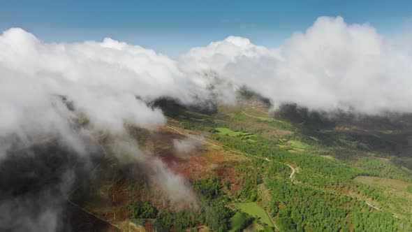 Forest Growing in Hills of Mountain