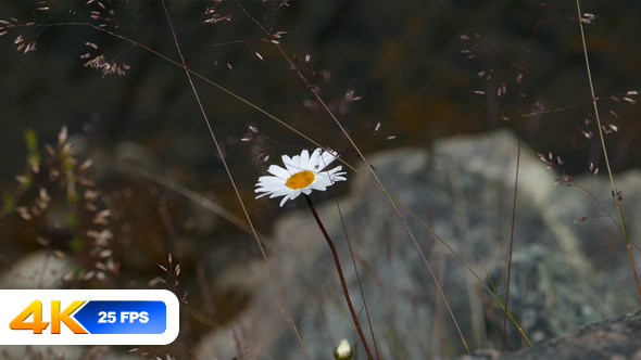 Daisy Flower at Shore