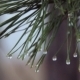 Water Drops On Pine Needles - VideoHive Item for Sale
