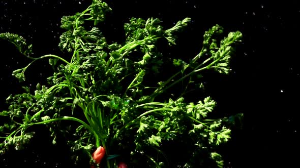 Water Drops Fly Over a Bunch of Wet Parsley