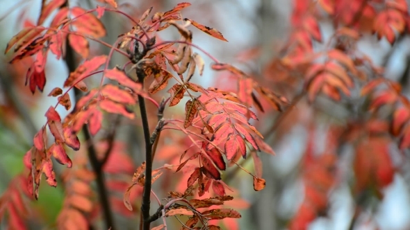 Red Rowan Leaves Of Autumn