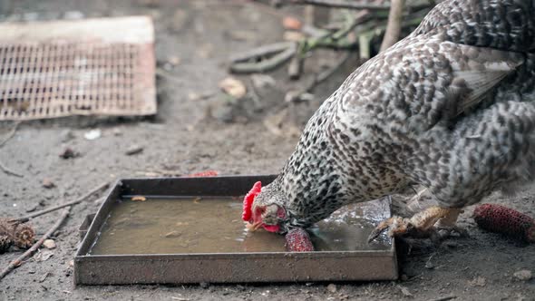 A Pockmarked Faverolle Hen Drinks Water From a Feeder Closeup