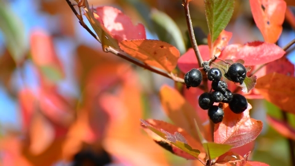 Aronia Autumn On a Sunny Day