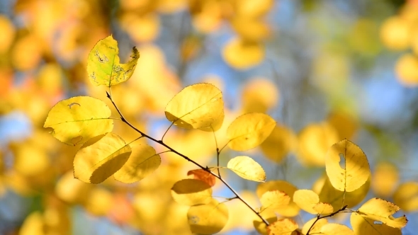 Beautiful Yellow Autumn Leaves Backlit