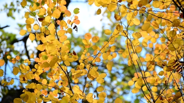 Beautiful Yellow Autumn Leaves Backlit