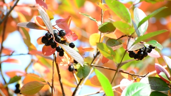 Aronia Autumn On a Sunny Day