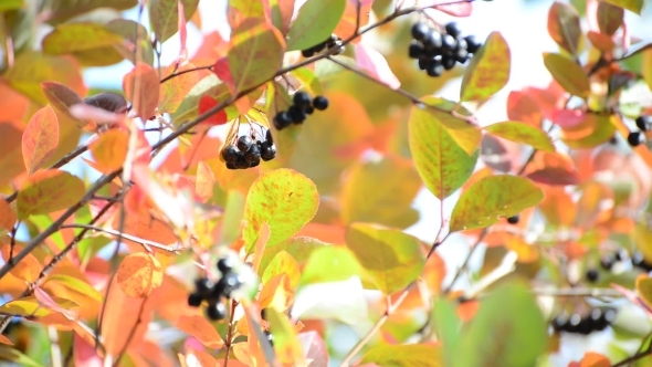 Aronia Autumn On a Sunny Day