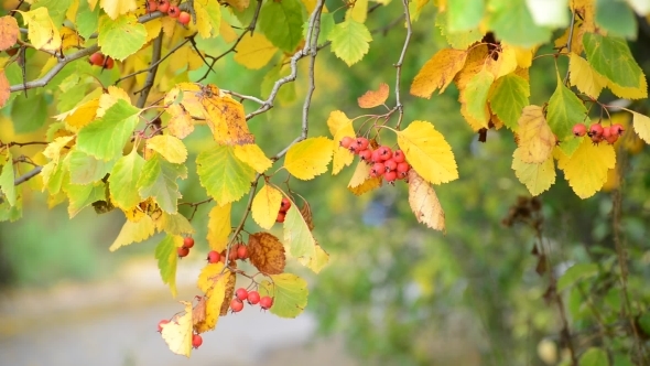 Hawthorn Autumn With Berries And Yellow Leaves