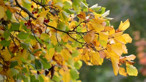 Hawthorn Autumn With Berries And Yellow Leaves