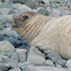 Baby Seal Looking at the Camera - VideoHive Item for Sale