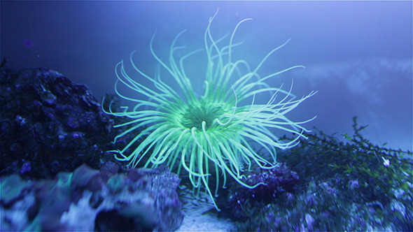 Tube-Dwelling Anemones