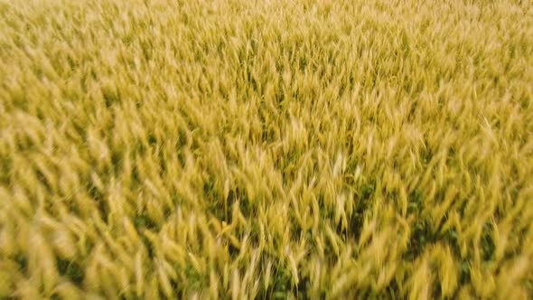Aerial View of Golden Wheat field