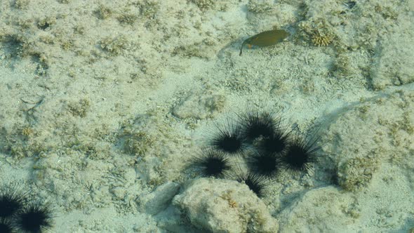 Yellow Boxfish swimming by a group of Sea Urchins -underwater