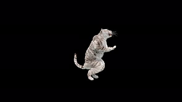 White Tiger Dancing 4K