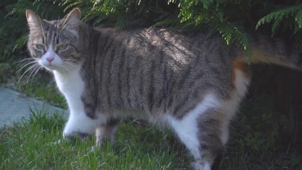 Cat gets scared and runs away, slow motion