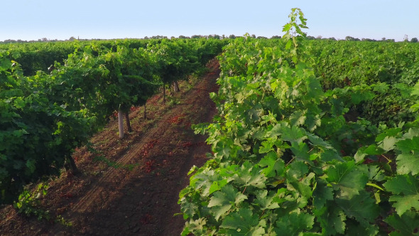 Flight over Vineyard