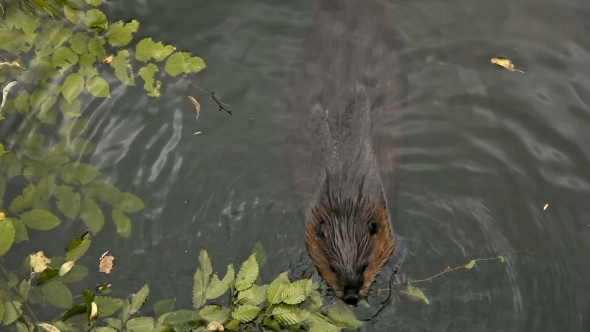 Hungry Beaver