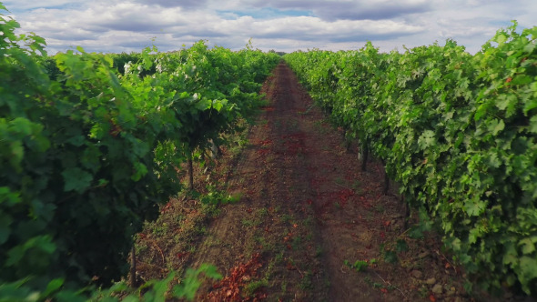 Flight over the Vineyard and the Cloudy Sky