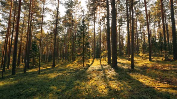 Beautiful Sunset Sun Sunshine In Sunny Summer Coniferous Forest