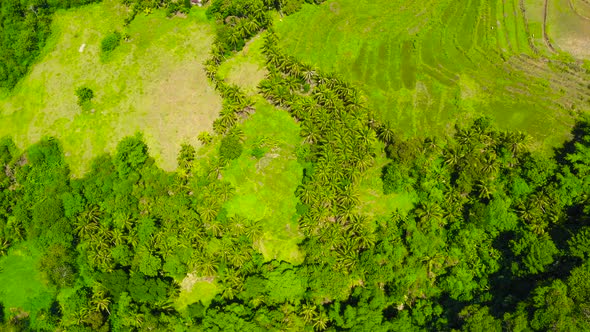 Agricultural Land in the Philippines Bohol