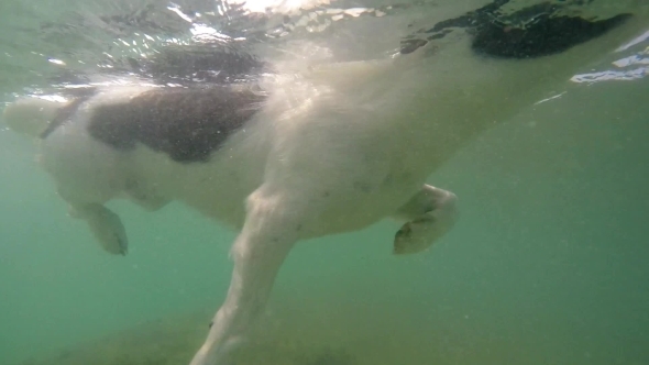Dog Swimming Underwater In Summer