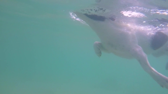 Dog Swimming Underwater. Slow Motion.