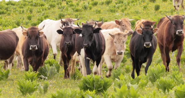 Cows Together Grazing in a Field